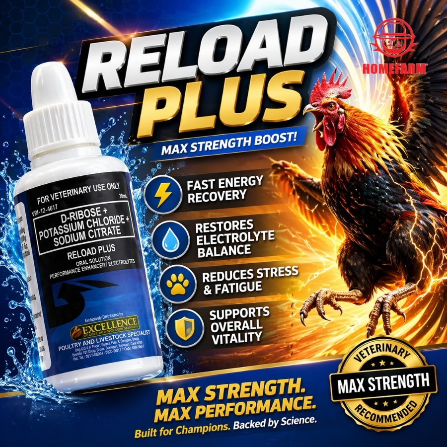 Reload Plus 10ml Gamefowl Booster for Energy Strength Recovery and ...
