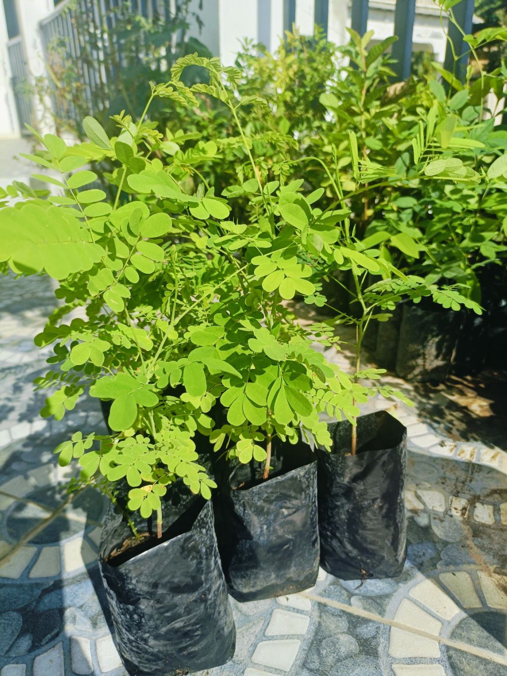sibukaw live seedling/shipped from Cebu city | Shopee Philippines