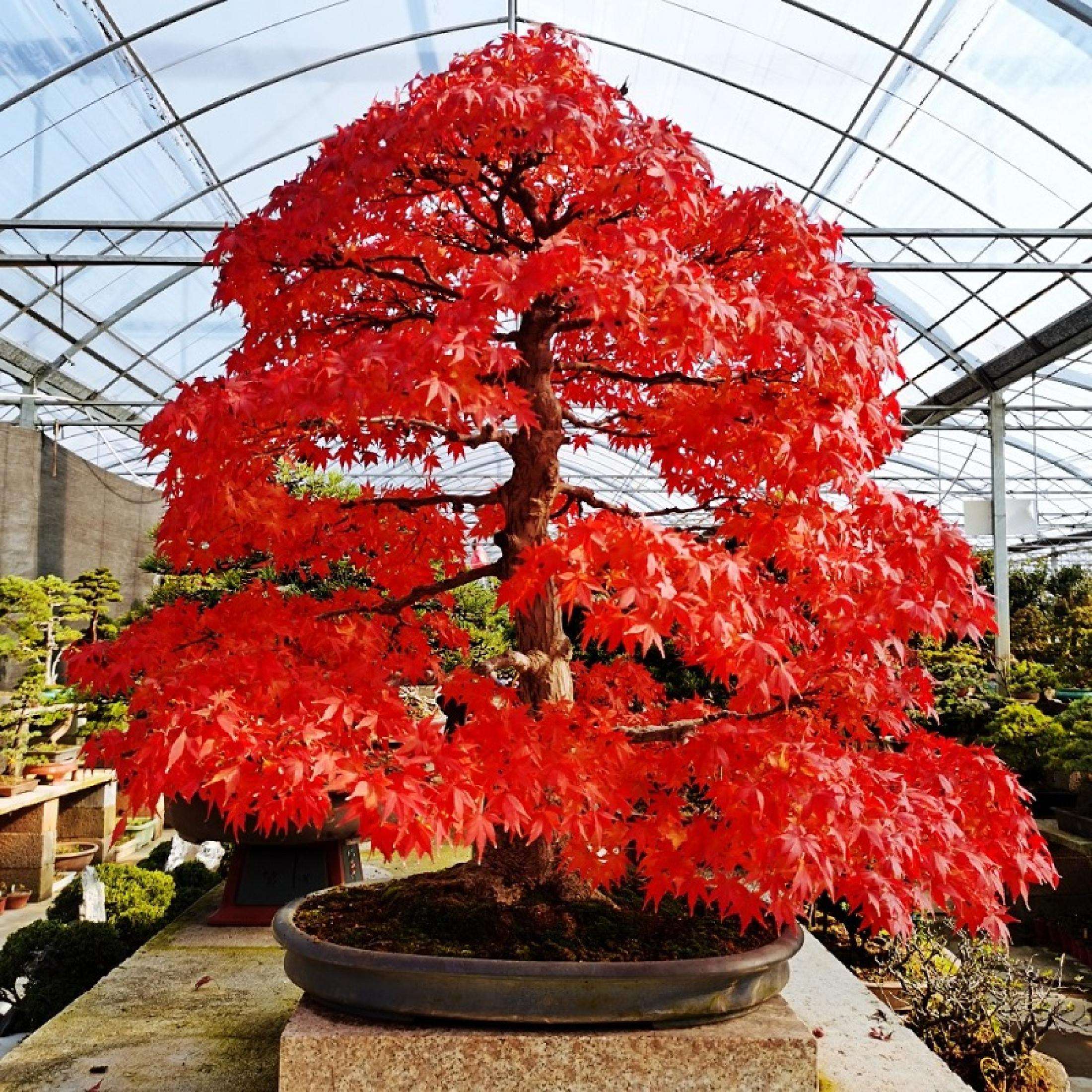 Rare Red Laceleaf Japanese Maple Tree Seeds 50 Seeds/pack | Shopee ...