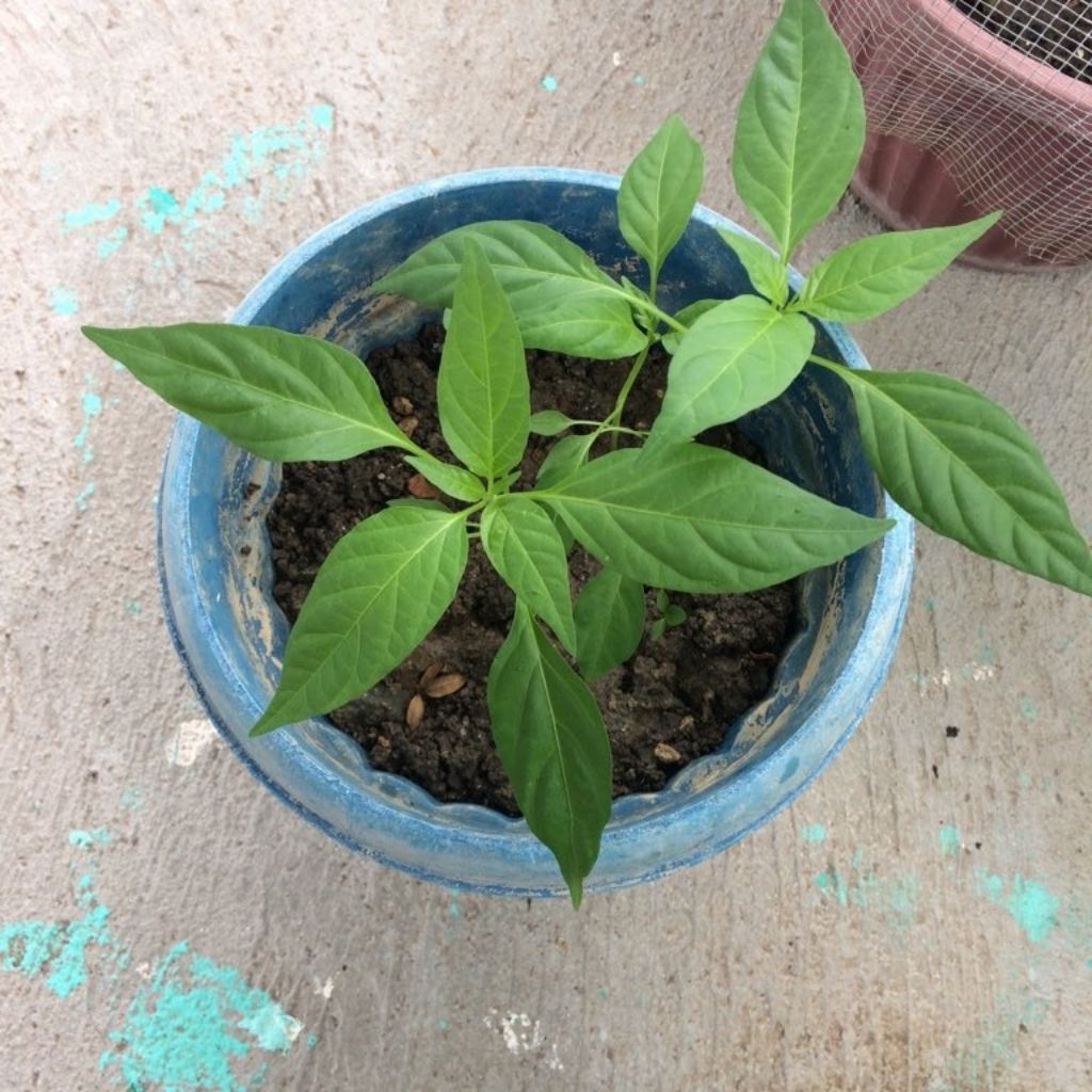 SWEET BELL PEPPER SEEDS - YOLO WONDER Variety Vegetable Seeds | Shopee ...