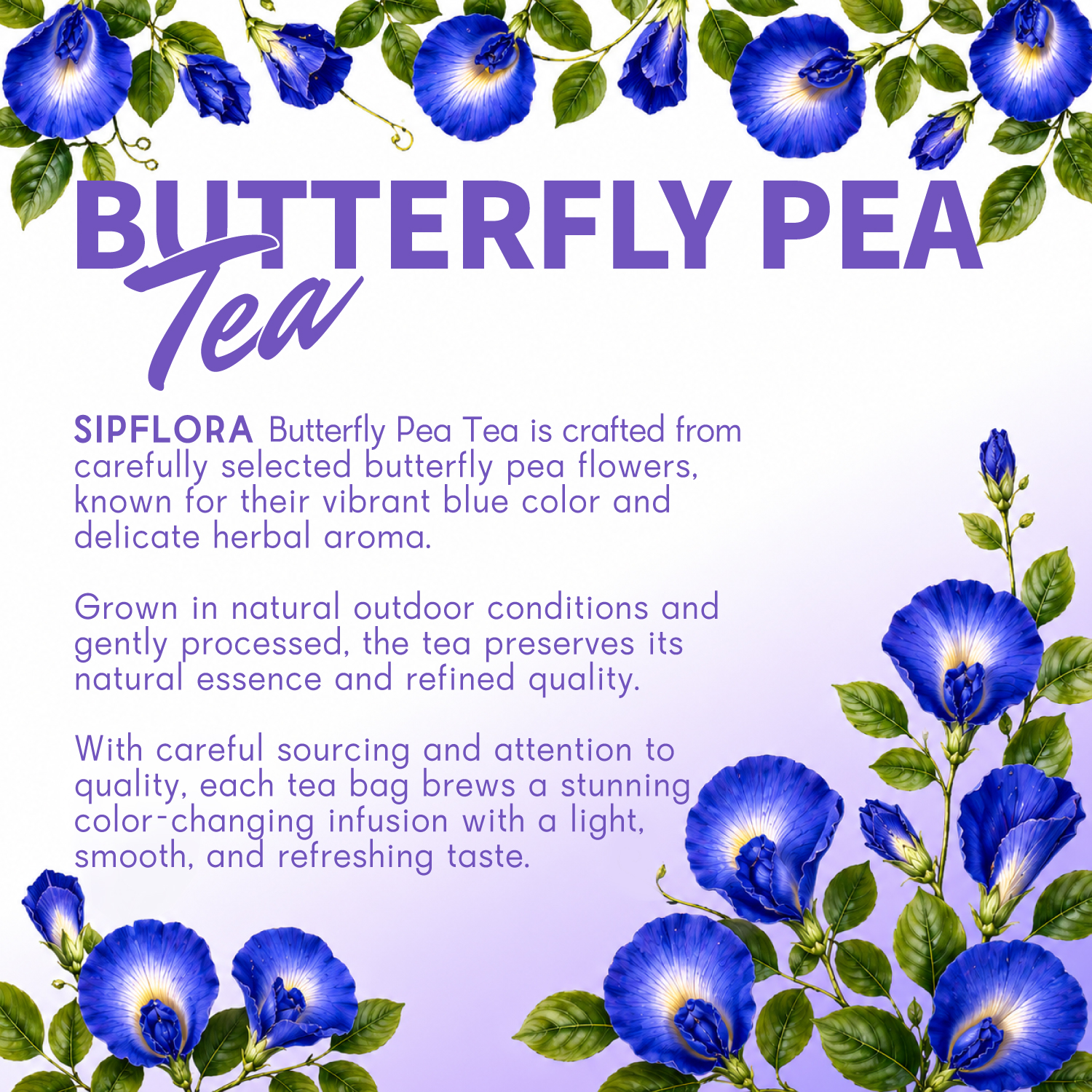 SIPFLORA Butterfly Pea Tea 100 Bags | FDA Registered | Natural Blue ...