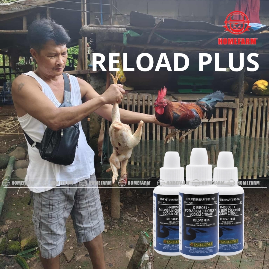 Reload Plus 10ml Gamefowl Booster for Energy Strength Recovery and ...
