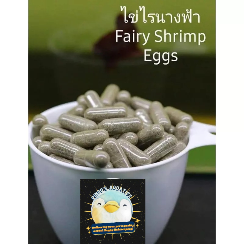 Fairy Shrimp Eggs Pingu's Aquatics Shopee Philippines