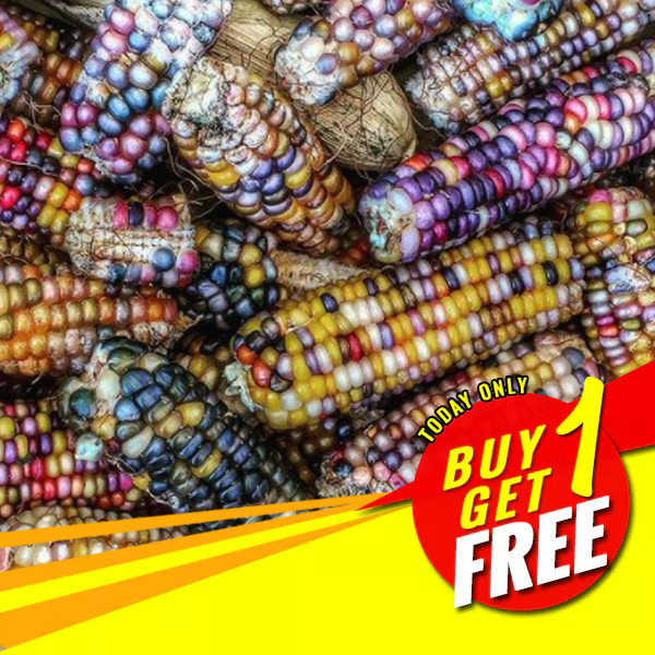 Indian Flint Festival Corn Seeds Indian Corn Seeds Organic Corn Seeds ...
