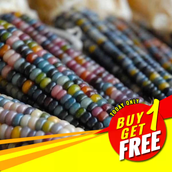 Glass Gem Popcorn Seeds Organic Popcorn Seeds Rare Popcorn Seeds