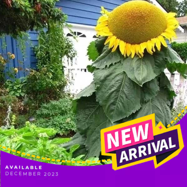 Giant Mongolian - Sunflower Seeds Rare Sunflower Seeds - Heirloom ...