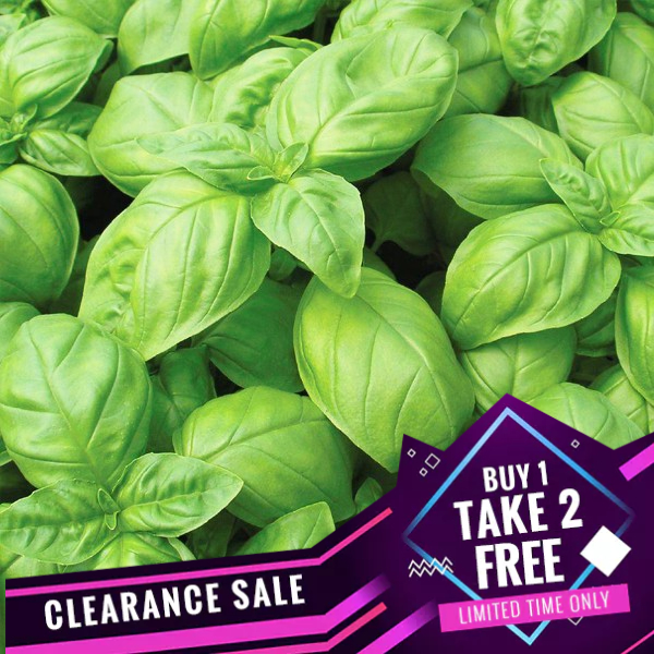 Sweet Basil Seeds Heirloom Herb Seed Shopee Philippines