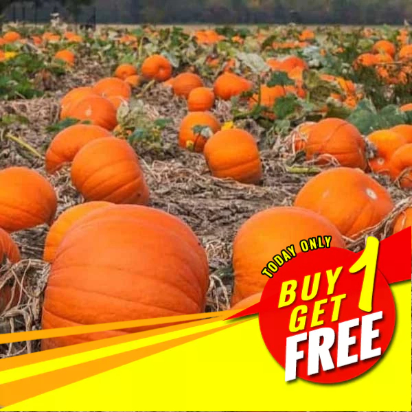 Halloween Pumpkin Seeds Giant Pumpkin Seeds Rare Pumpkin Seeds Jack O