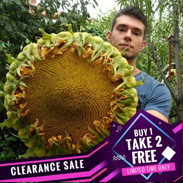Giant Edible Sunflower Seeds Sunzilla Ukraine Sunfliwer Seeds Giant