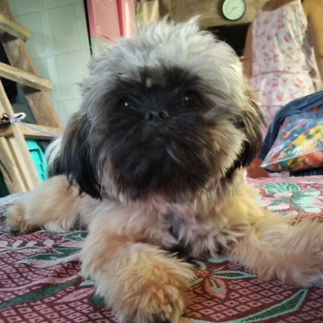 Gamot sa galis ng best sale shih tzu