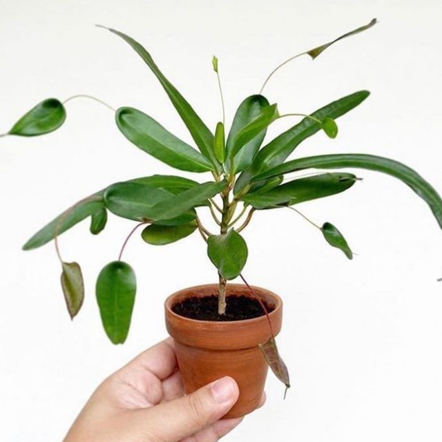Philodendron Rudolph (lush, live plant) | Shopee Philippines