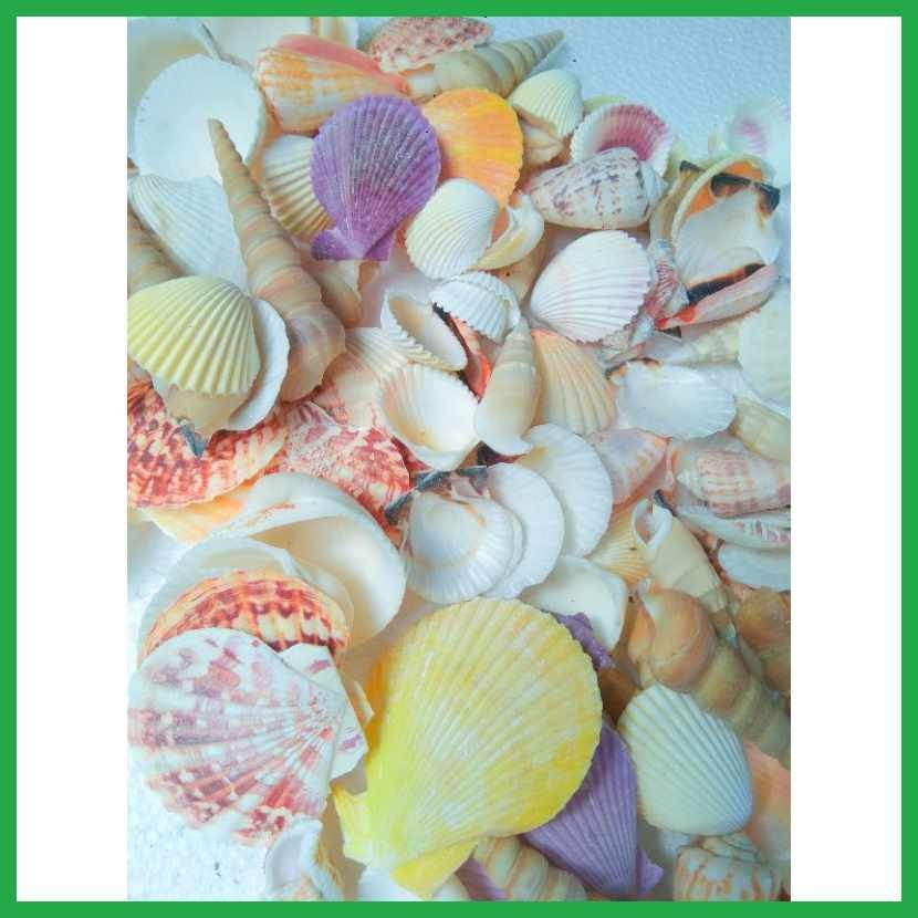 Conch?Nl:Shell