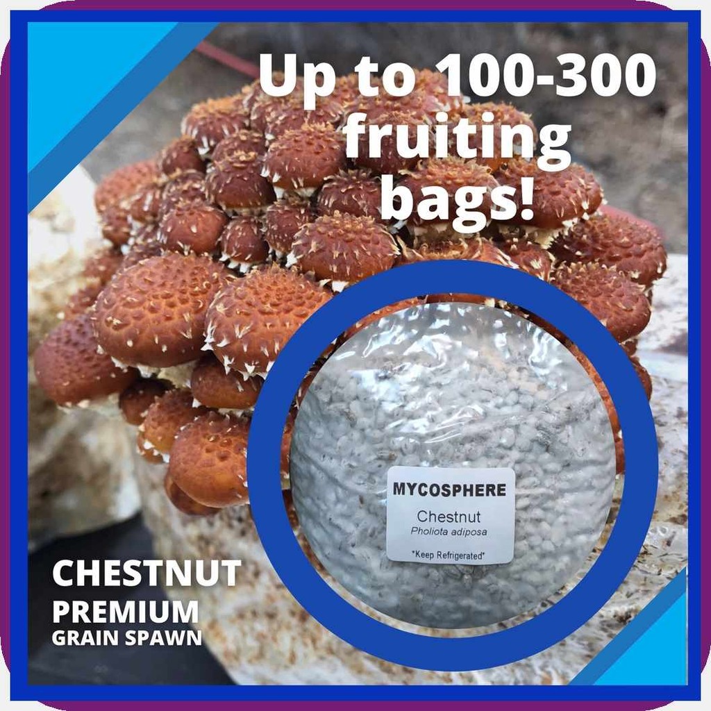 Mushroom`w)SpawnQZ*-^Pz/Chestnut$IC/Mushrooms$ny/Planting$pC/Spawn$uh ...
