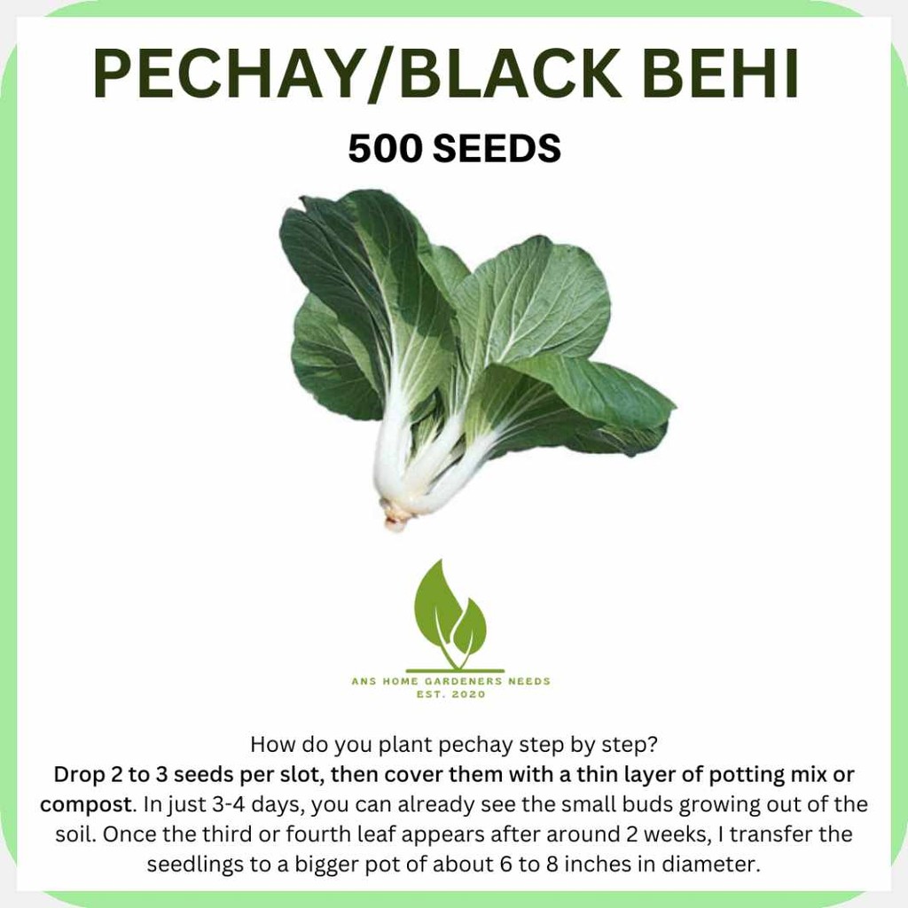 PECHAY:w}SEEDS)zO