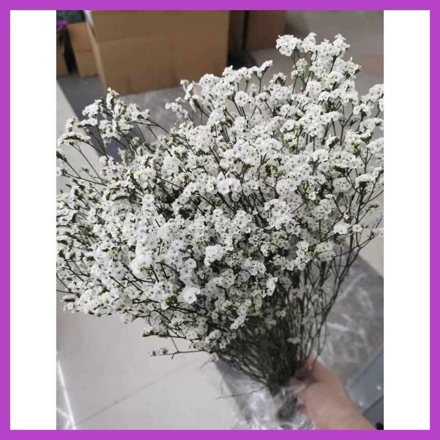 Caspiazq$Misty.s;White@so+Dried R+mt+dx+TP+DX+flower per Bundle ...