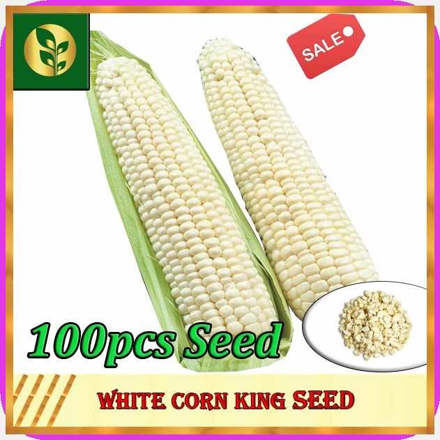 White?LP)Corn-X%Seeds,cT!King[mg!|[KB!Corn[RB!White[oq!|[u Golden Plant ...