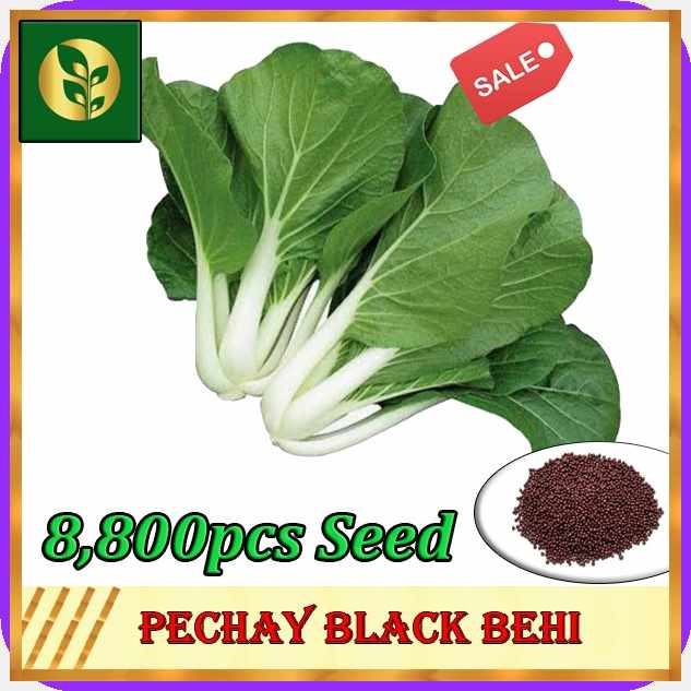 Pechay?O@Seeds=r=|=h|Vegetable=l|Seeds=d||=JT|Golden=zl|Plant=cH|and ...