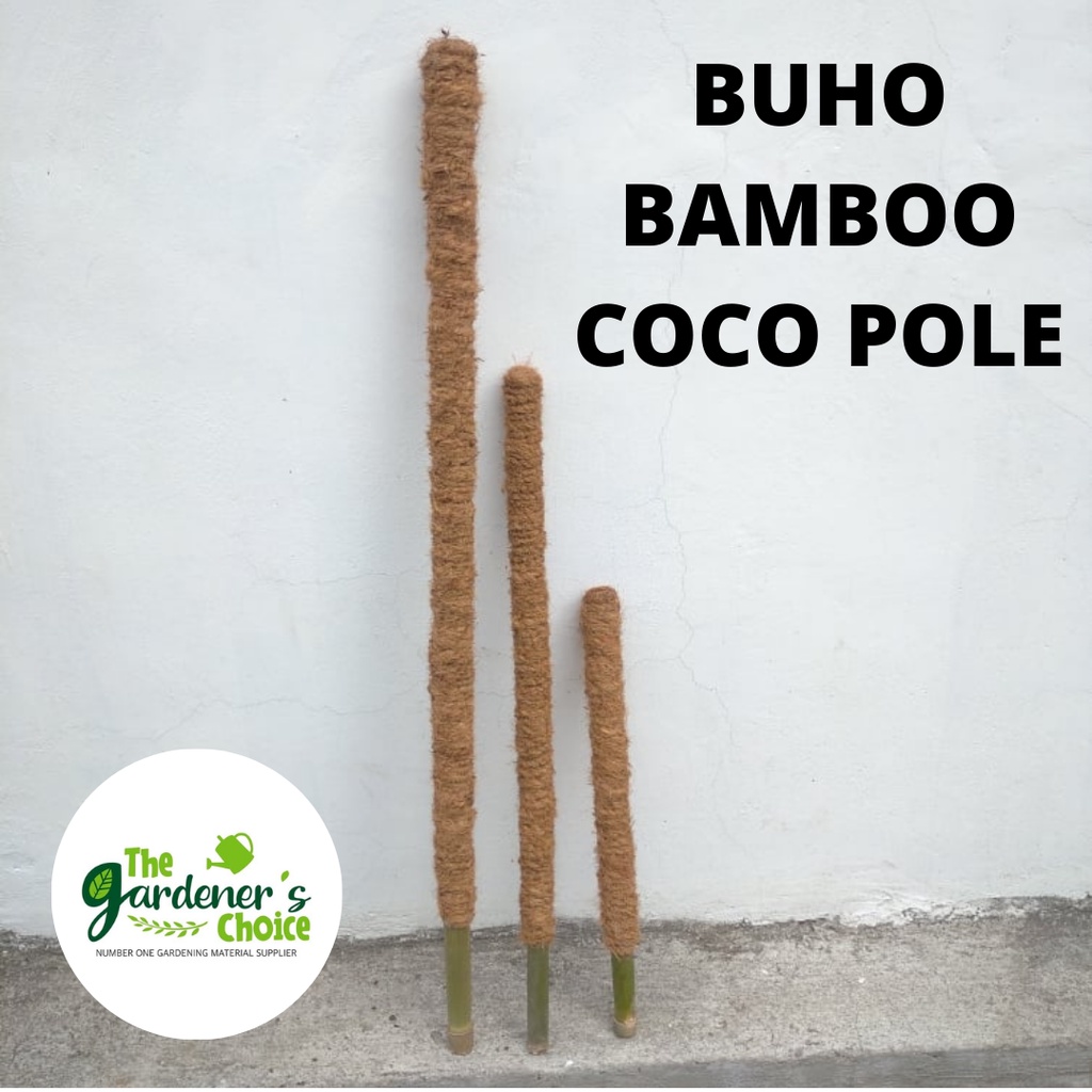 2ft PLANT COCO POLE (BUHO BAMBOO) Best For Creeping Plants Like Pothos ...