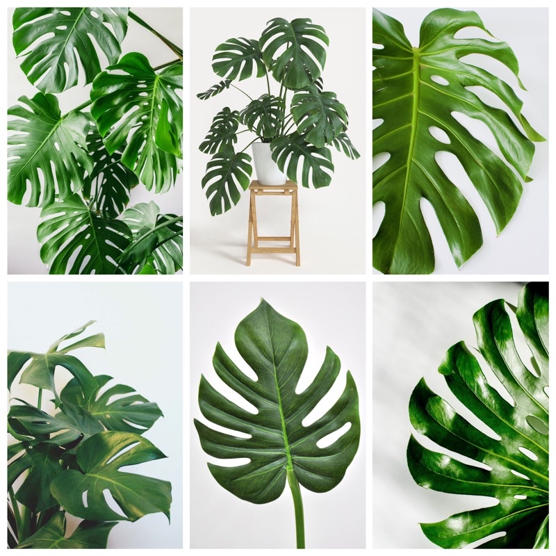 Monstera Leaves Theme Wall Decor A4 Size Laminated Shopee Philippines