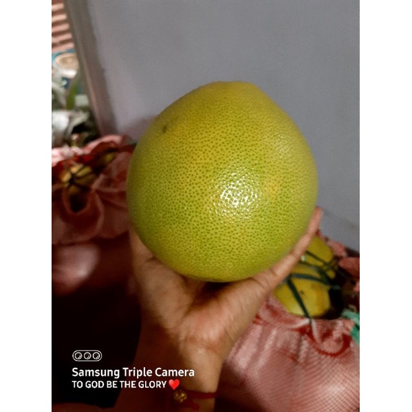 Pomelo Sweet and Juicy 5kls Shopee Philippines