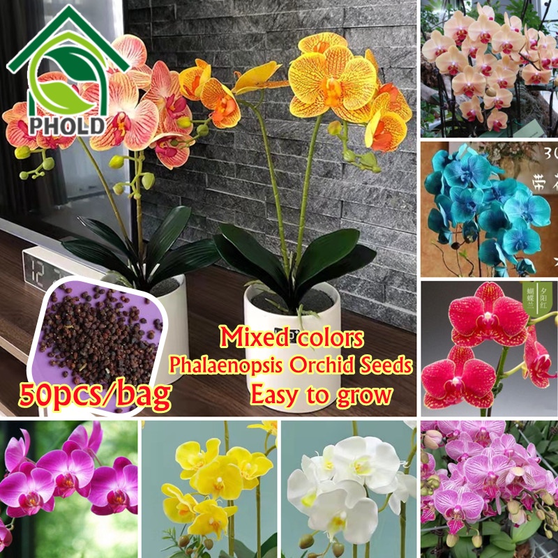 Mixcolor Phalaenopsis Orchid Seeds for Planting 10PCS Mixed Orchid