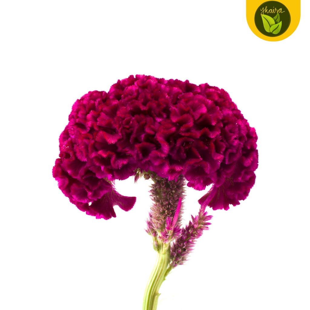 100 seeds for planting cockscomb flower outdoor plant | Shopee Philippines