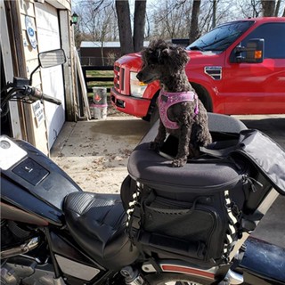 Motorcycle pet clearance carrier with windshield