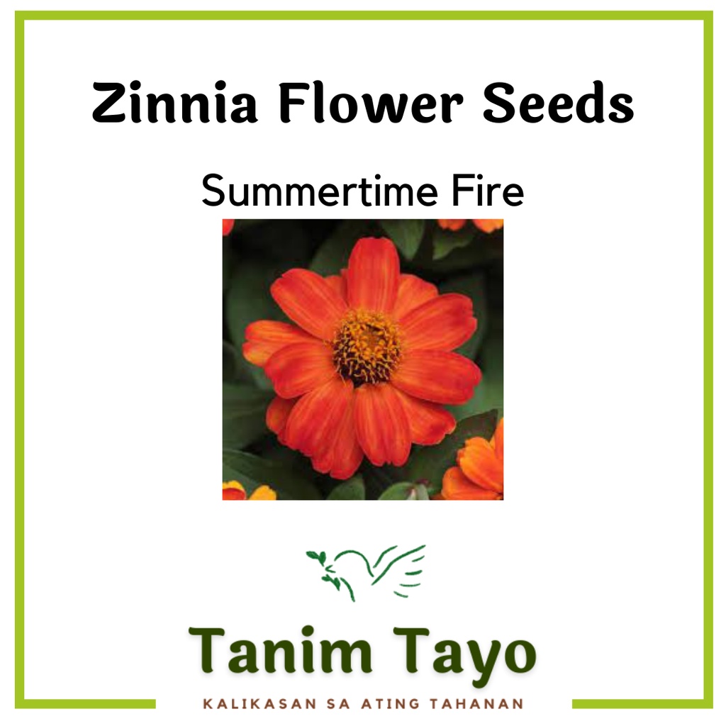TanimTayo Zinnia Flower Seeds for Planting Summertime Fire, Orange