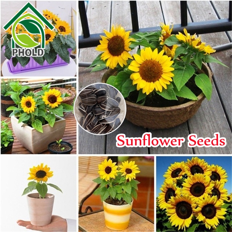 Dwarf Sunflower 20pcs Seed for Planting Beautiful Bonsai Flower Seeds ...