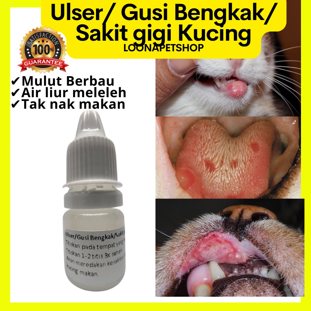 Cat Ulser Medicine Cat Swelling Gums Cat Tooth Pain Medicine Cat Ulcer