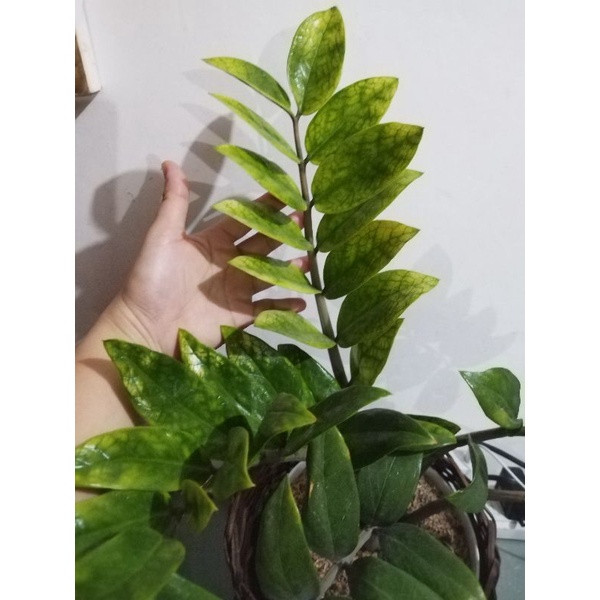Variegated Yellow Whipped Cream ZZ Plant Shopee Philippines