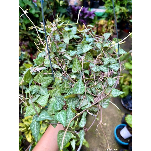 CEROPEGIA WOODI STRING OF SPADES (DURBAN) Shopee Philippines
