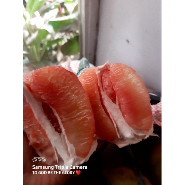 Pomelo Sweet and Juicy 5kls Shopee Philippines