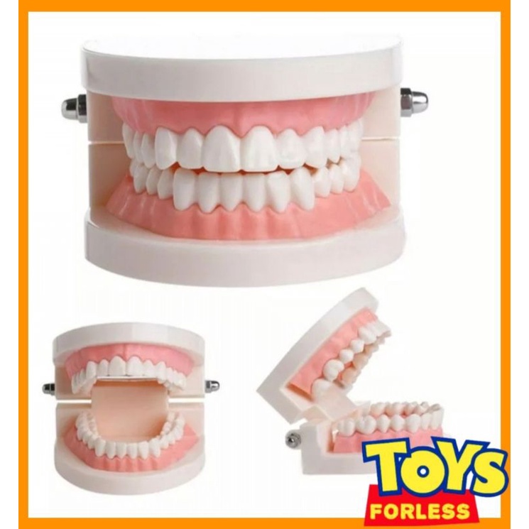 Teeth Model Dentistry Montessori Learning Self Care Shopee Philippines