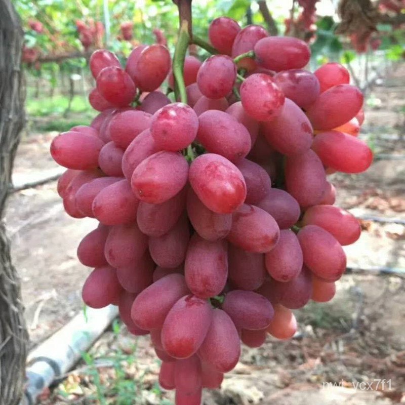 American Red Grape Seedless Grape Seedlings Rare Rare Fruit Seedlings