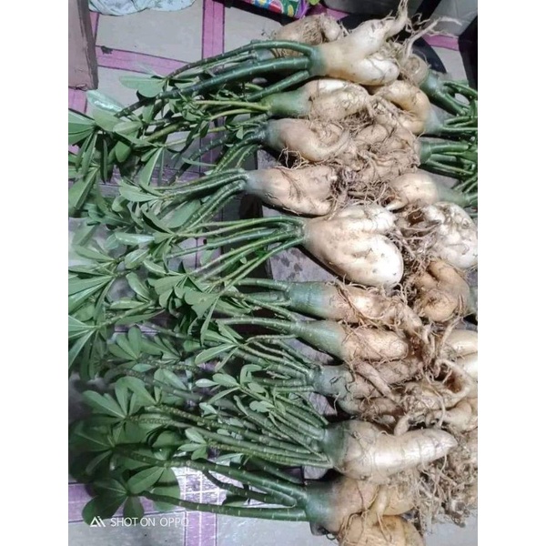 Adenium Root Stock (Multi Stem) UPROOTED | Shopee Philippines
