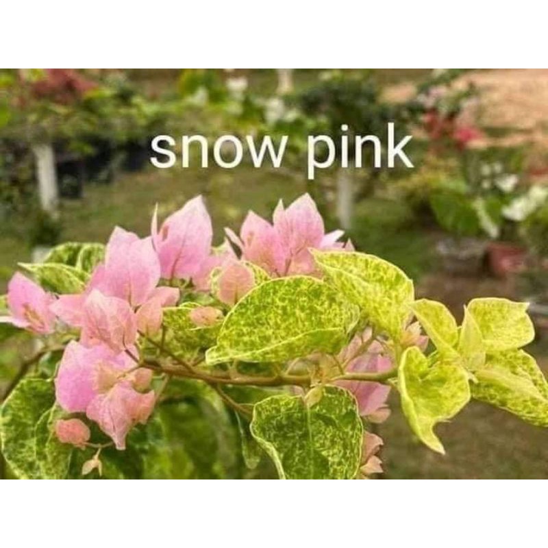 SALE!! BOUGAINVILLEA CUTTINGS Shopee Philippines