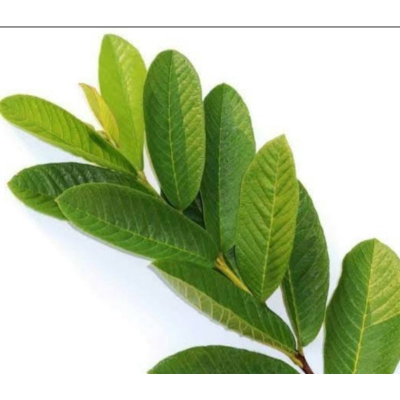 fresh Guava Leaves/ dahon ng bayabas 25pcs. | Shopee Philippines