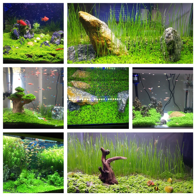 M&A PHC (Seeds ONLY) Aquarium Grass Plant Seeds/Easy Grow Aquatic