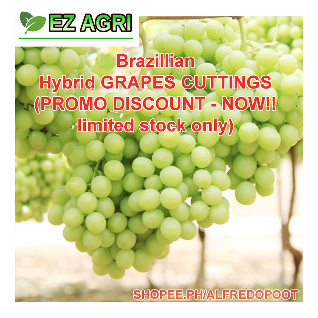 buy 1 take 1 Rooted Grapes plants and cuttings may dahon na red blue ...