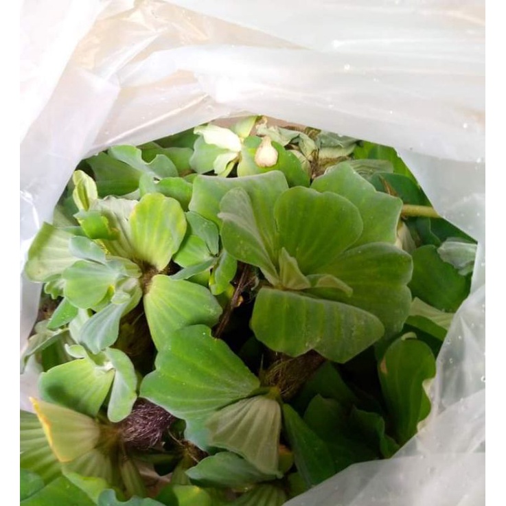 AQUATIC PLANTS LIVE PLANTS...,(FOR METRO MANILA OR ANY PART OF LUZON