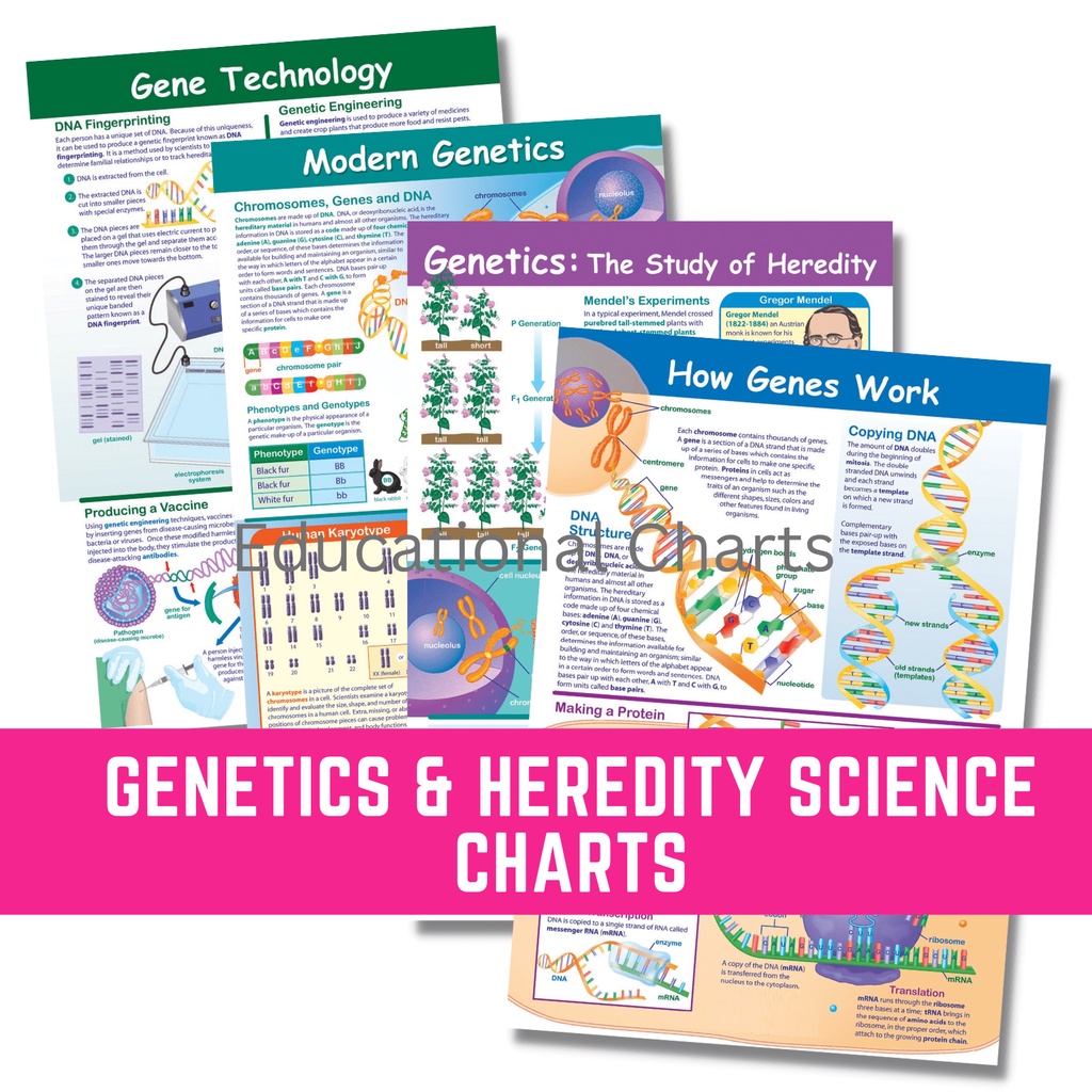 & HEREDITY POSTERS CHARTS , A4 Size Laminated for kids