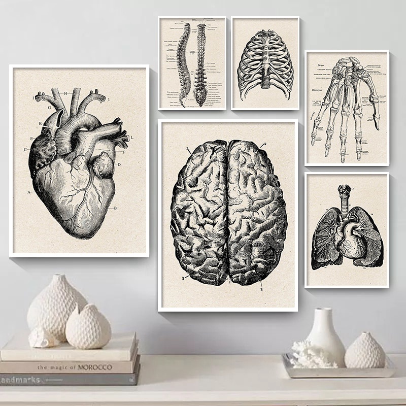 Vintage Human Anatomy Poster Artwork Medical Wall Picture Muscle ...