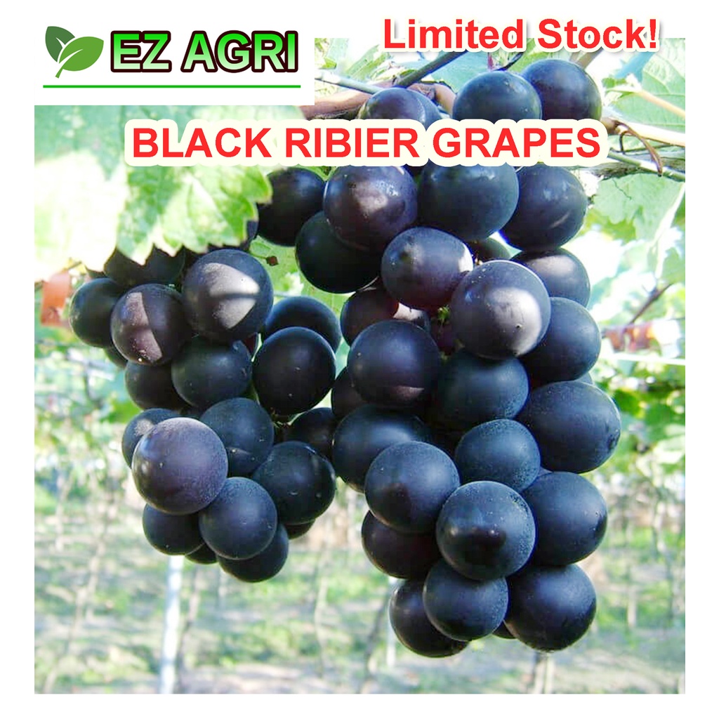 Alfredopoot Grape Cuttings Seedless Brazilian Hybrid Black Ribier white