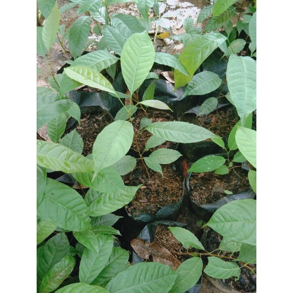 Mahogany Seedlings (24 pcs) Shopee Philippines