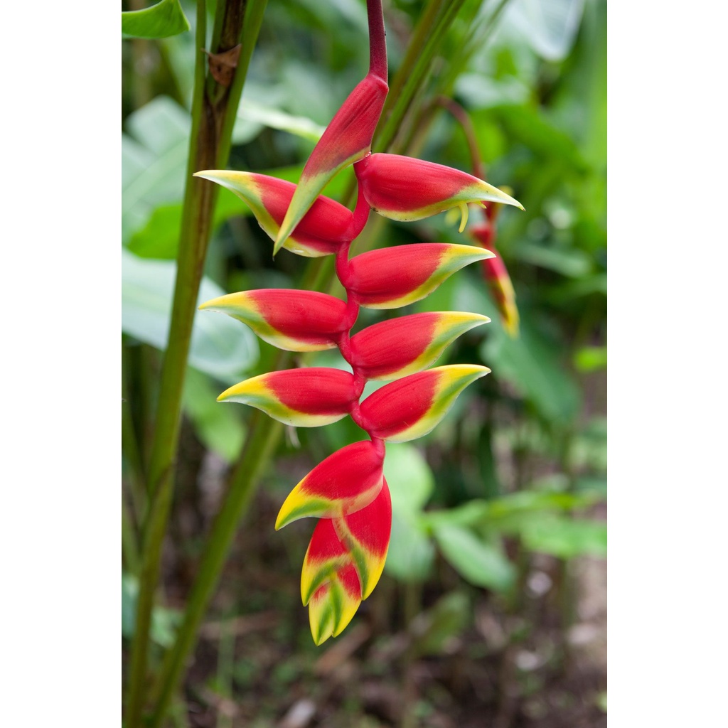 Heliconia / Birds of Paradise bulb plant . | Shopee Philippines