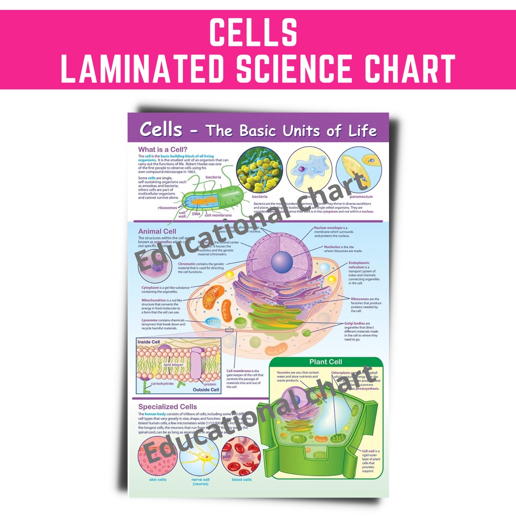 CELLS BASIC UNITS OF LIFE POSTERS CHARTS I ALL ABOUT SCIENCE CHARTS, A4 ...