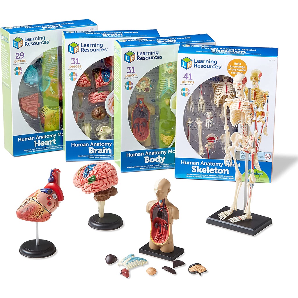 Learning Resources Anatomy STEM Models — HEART Model, BODY Model, BRAIN ...