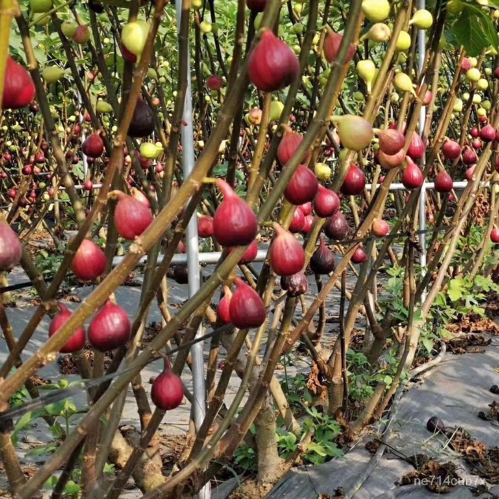 Extra Large Fig Seedlings Potted Dwarf Fruit Seedlings Planted in Four ...