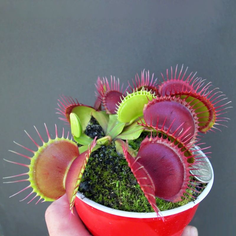 Venus flytrap potted oversized giant carnivorous plant rare Venus ...